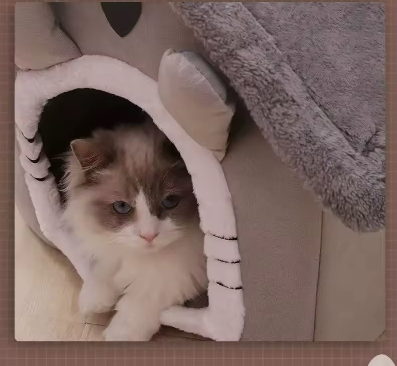 Paw House